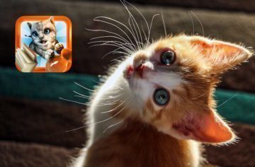 Cat simulator: Parádní kočičí simulátor i v multiplayeru