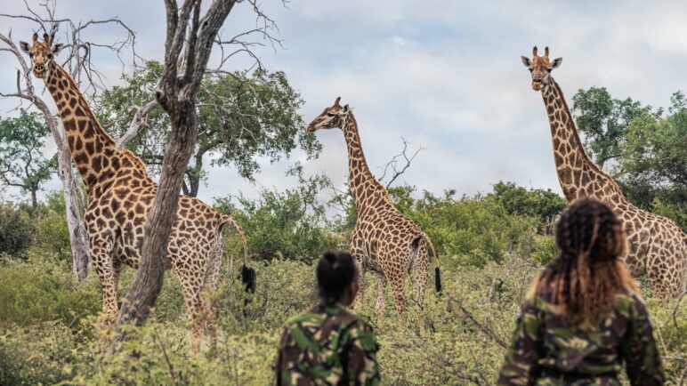 Wildlife Watch